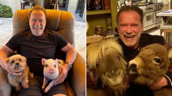 Arnold Schwarzenegger Gives Coronavirus PSA With His Farm Animals & Fans Are Obsessed