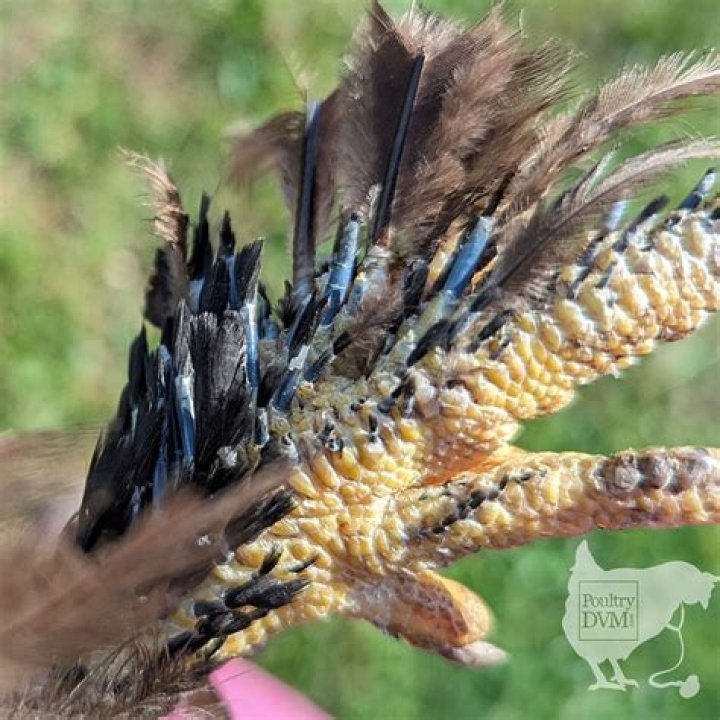 [VIDEO] Azealia Banks Sacrificing Chickens — See Blood & Feather Covered Closet – Hollywood Life