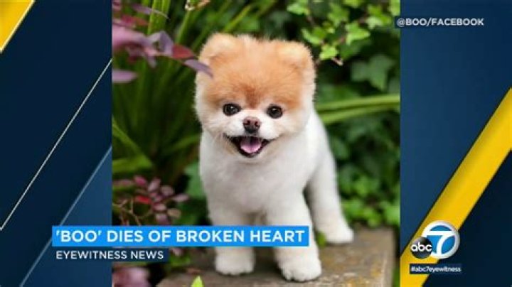 Fans Mourn The World’s Cutest Dog – Hollywood Life