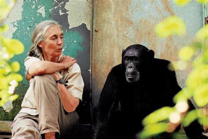 Jane Goodall Celebrity Profile – Hollywood Life