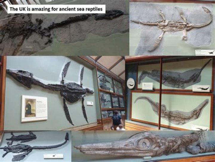 London’s Natural History Museum Car Crash — Pics