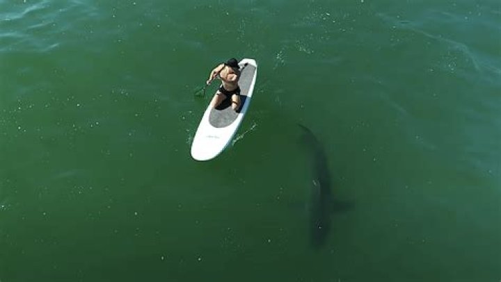 Orlando Bloom Paddleboards With A Great White Shark — Video – Hollywood Life