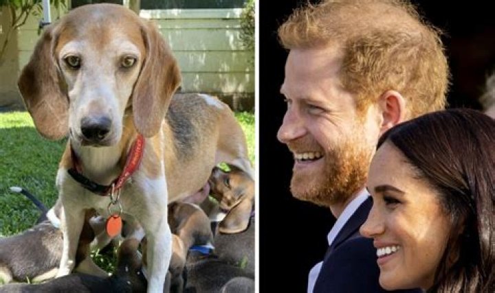 Prince Harry & Megan Markle Adopt Rescue Dog For Archie & Lilibet