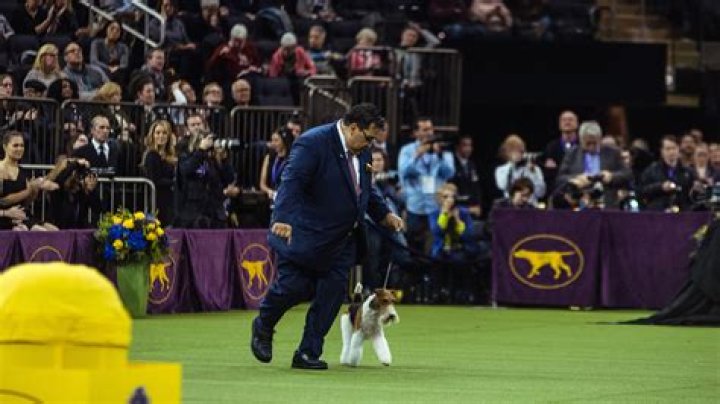 Westminster Dog Show: What Time Is It On & How You Can Watch The Cute Competition