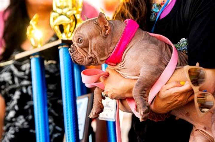 World’s Ugliest Dog Contest — See Pics